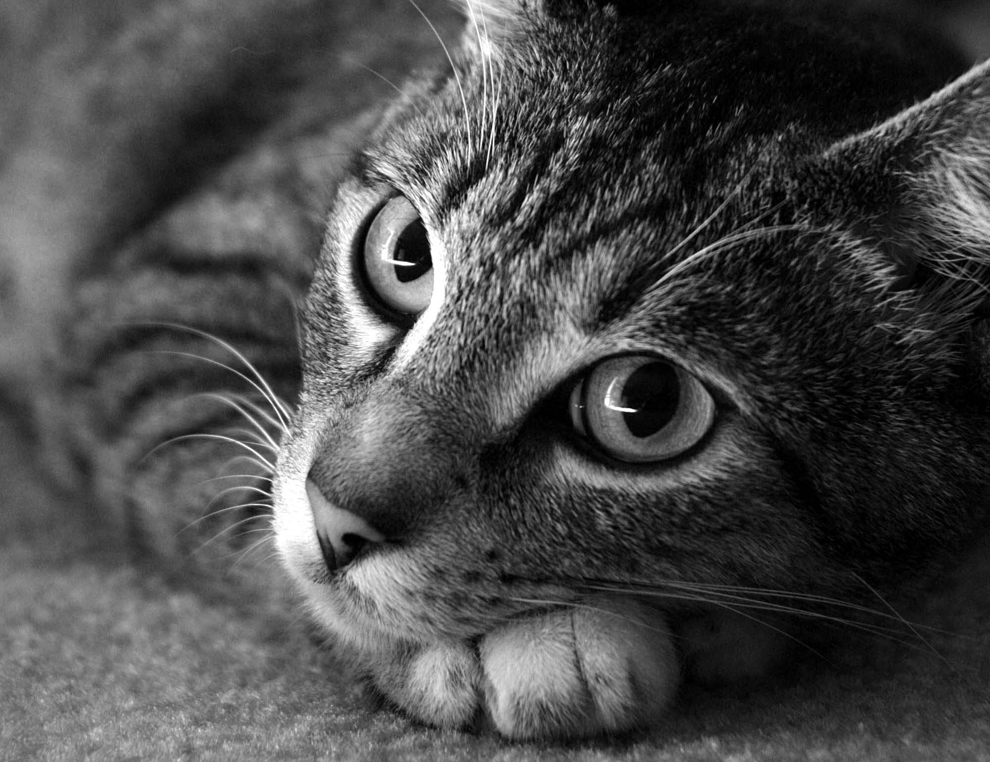 Photography by Kute2000 for DesignCrowd (Community Contests) | Design #9086987