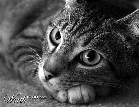 Photography by Kute2000