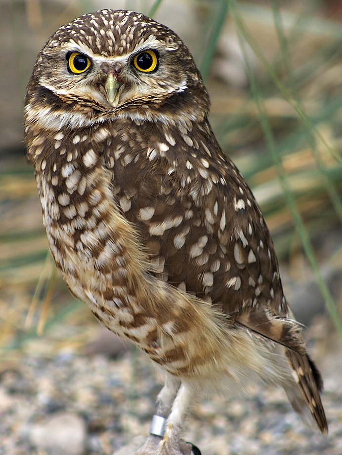 Fotografía por borbor para DesignCrowd (Community Contests) | Diseño #9087000