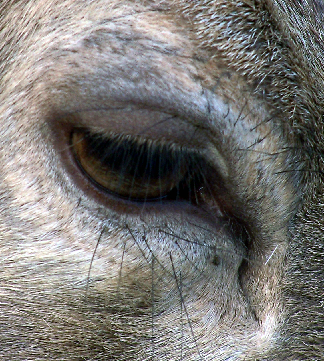 Fotografía por jamairoboo para DesignCrowd (Community Contests) | Diseño #9087068