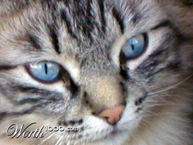 Photography by ShooterSue