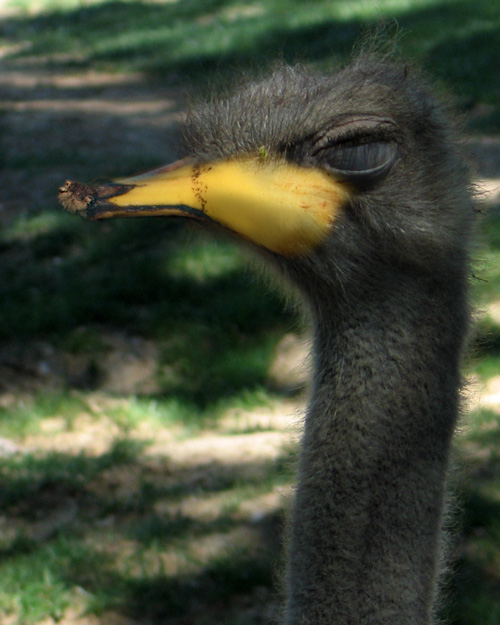 Photoshop Design by gunmetal for DesignCrowd (Community Contests) | Design #9079833