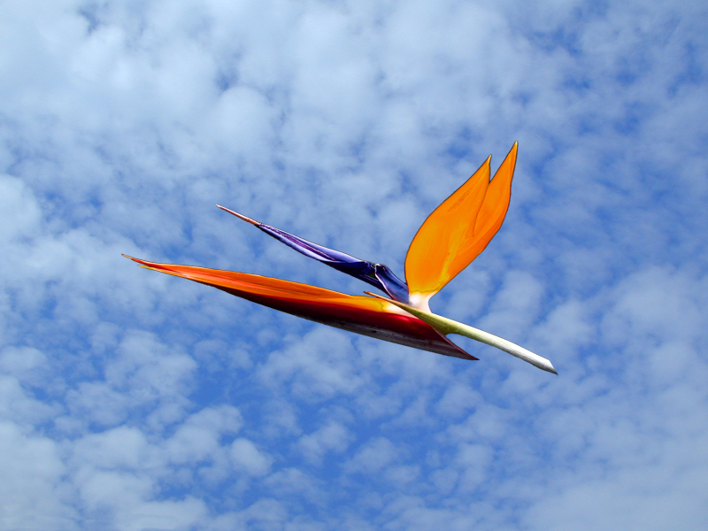 Photoshop Design by absinthe for DesignCrowd (Community Contests) | Design #9079836