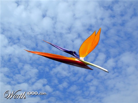 Photoshop Design by absinthe