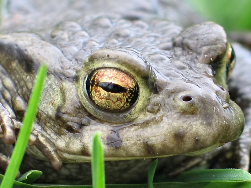 Photographie par Alnath pour DesignCrowd (Community Contests) | Design #9087046