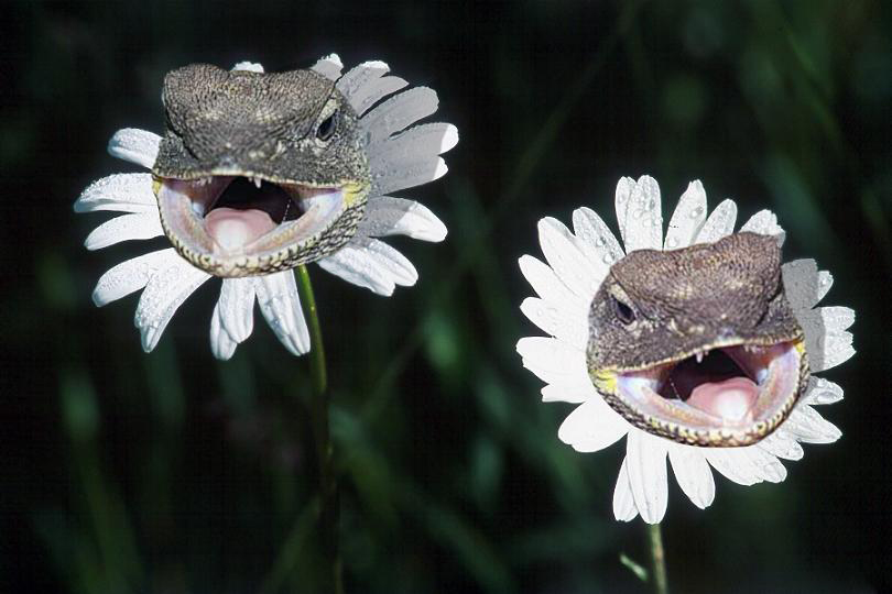 Design Photoshop par Deanis pour DesignCrowd (Community Contests) | Design #9079848