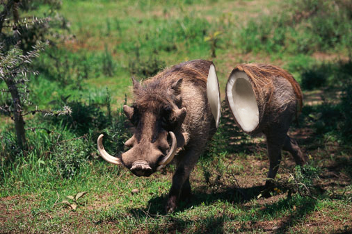 Diseño de Photoshop por mcroyal para DesignCrowd (Community Contests) | Diseño #9079842