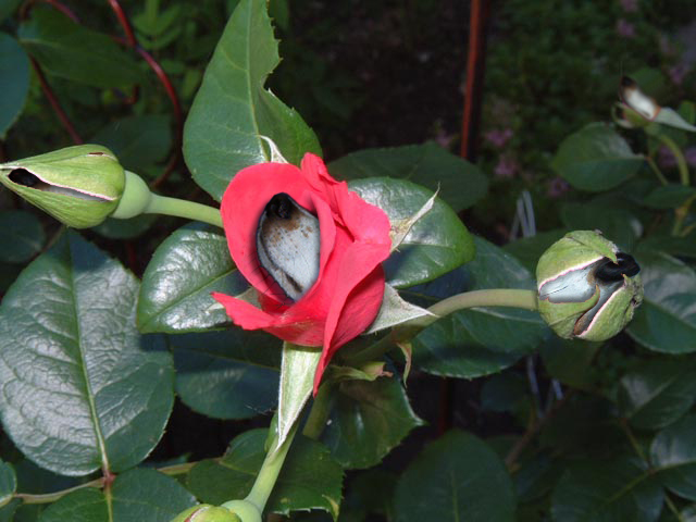 Photoshop-Design von dellville für DesignCrowd (Community Contests) | Design #9079873