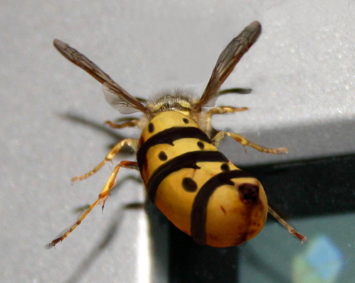 Diseño de Photoshop por ariel9 para DesignCrowd (Community Contests) | Diseño #9079883