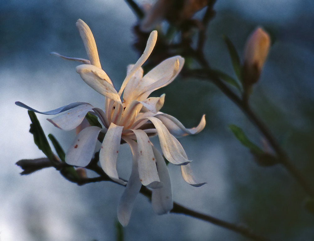 Photography by MerlinFoto for DesignCrowd (Community Contests) | Design #9065068