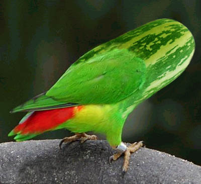 Photoshop-Design von Tedmus für DesignCrowd (Community Contests) | Design #9079884