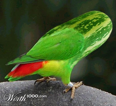 Photoshop Design by Tedmus