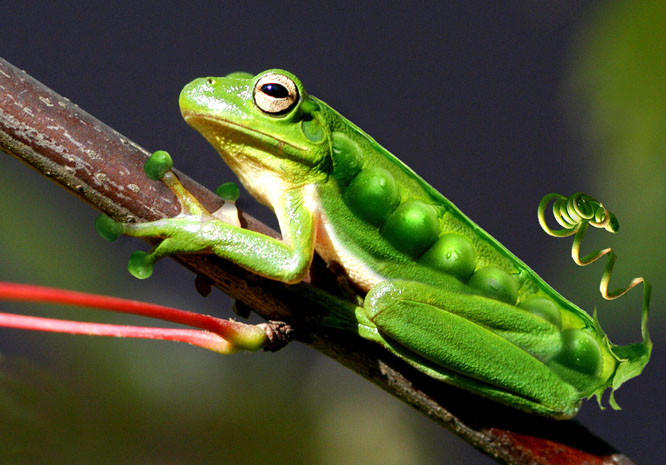 Diseño de Photoshop por Terrence para DesignCrowd (Community Contests) | Diseño #9079948