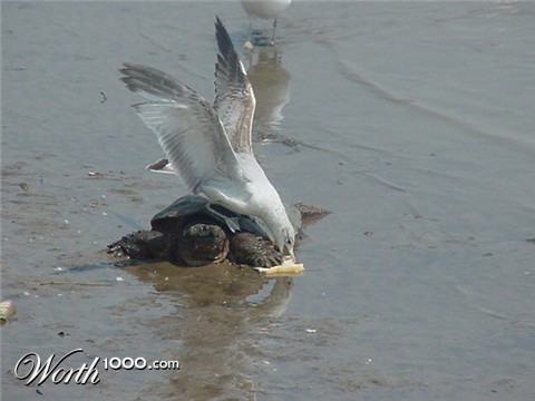 Photography by tweetybirdfan222