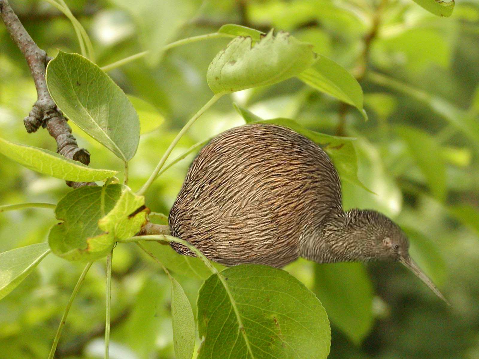 Photoshop Design by punkgrrrl16 for DesignCrowd (Community Contests) | Design #9079992