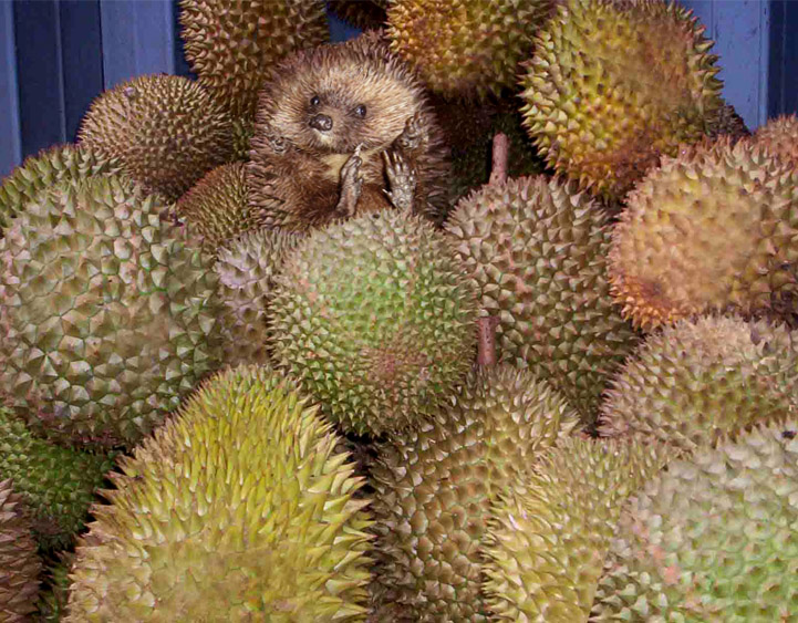 Photoshop-Design von philiater1 für DesignCrowd (Community Contests) | Design #9080041