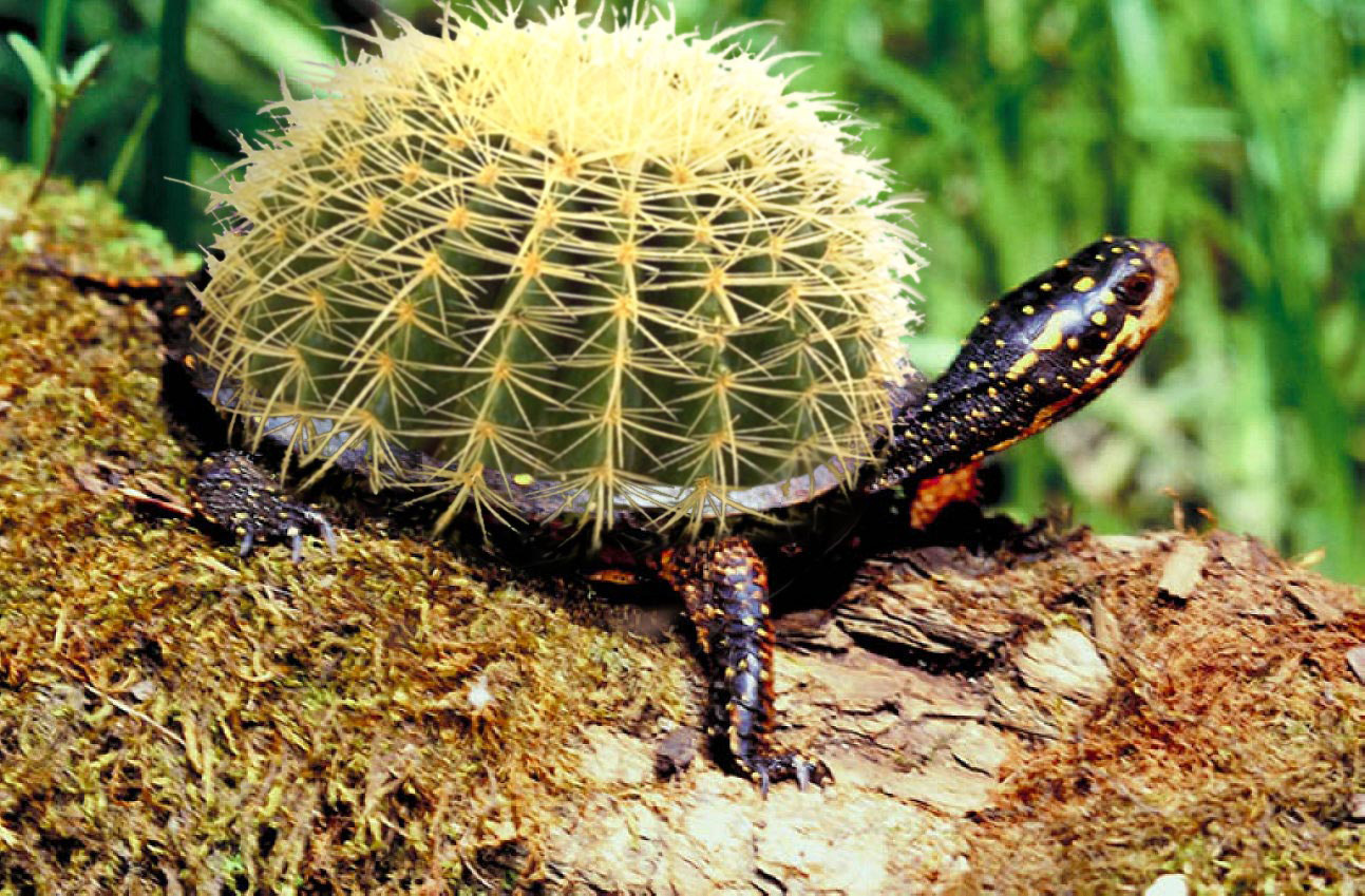 Photoshop Design by spiraleye for DesignCrowd (Community Contests) | Design #9079998