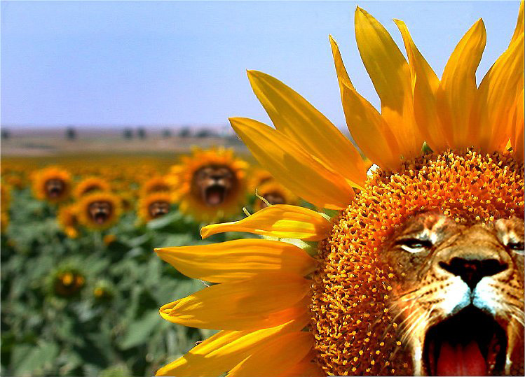 Diseño de Photoshop por Koosricardo para DesignCrowd (Community Contests) | Diseño #9080002