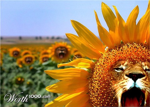 Photoshop Design by Koosricardo