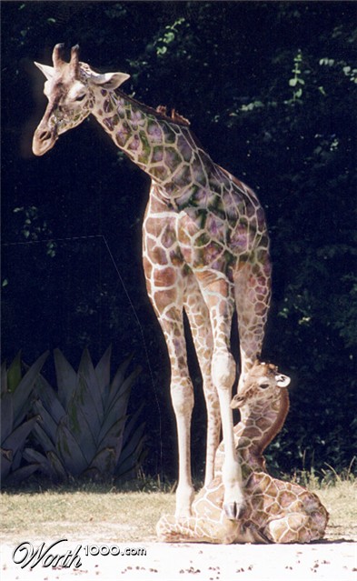 Photoshop Design by lilhorseebabee