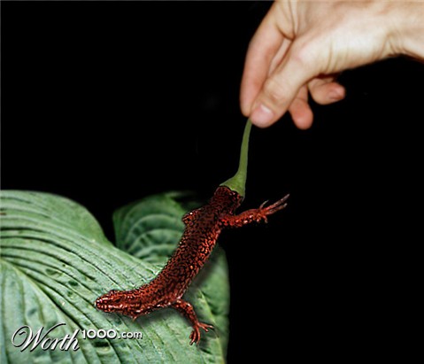 Photoshop Design by guFF01