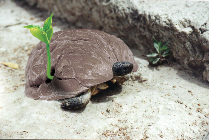 Design Photoshop par SkiDesignS pour DesignCrowd (Community Contests) | Design #9080017