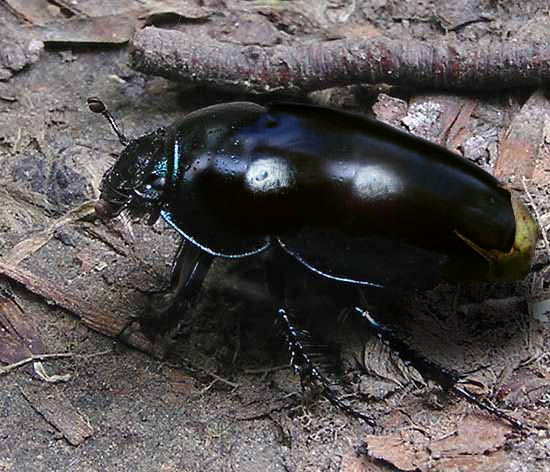 Photoshop Design by rothamdg for DesignCrowd (Community Contests) | Design #9080054