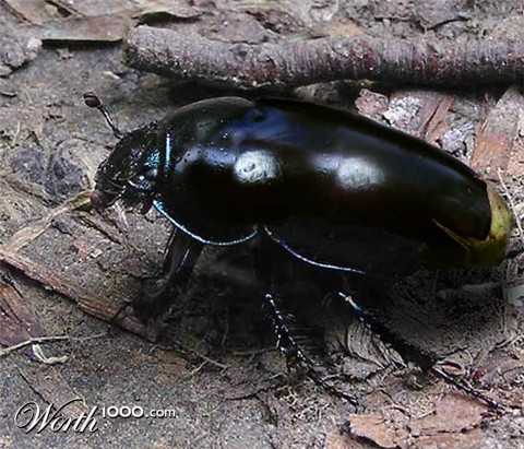 Photoshop Design by rothamdg