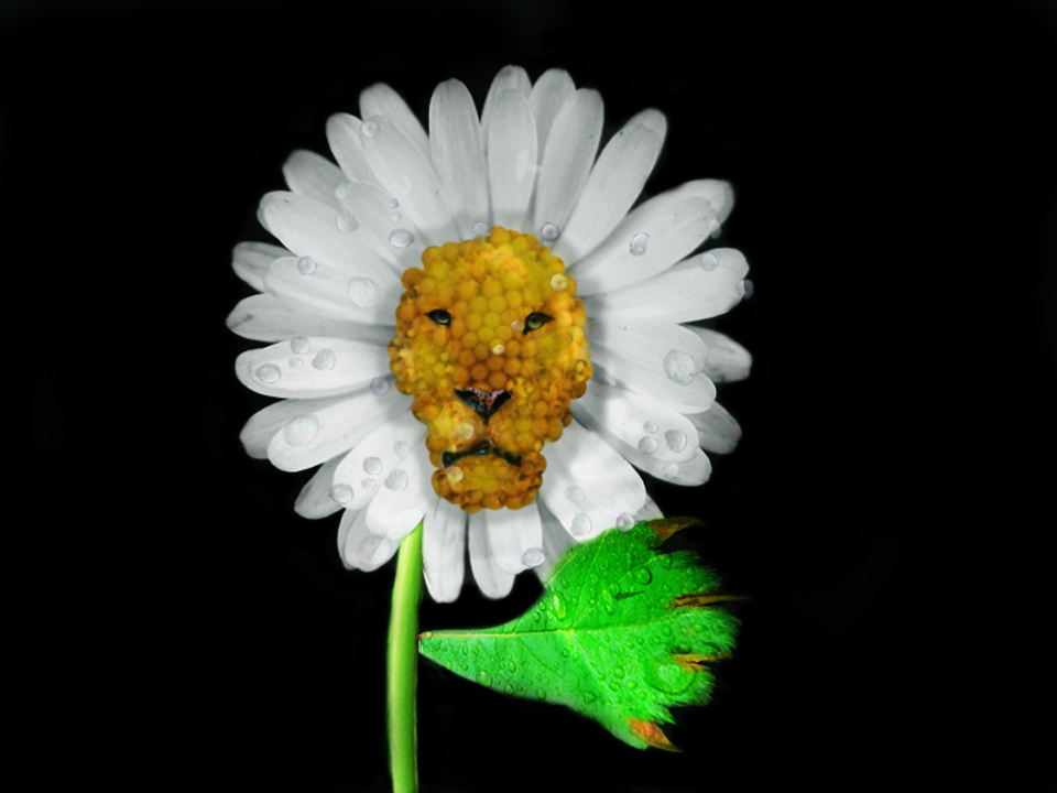 Diseño de Photoshop por bingobaby para DesignCrowd (Community Contests) | Diseño #9079985