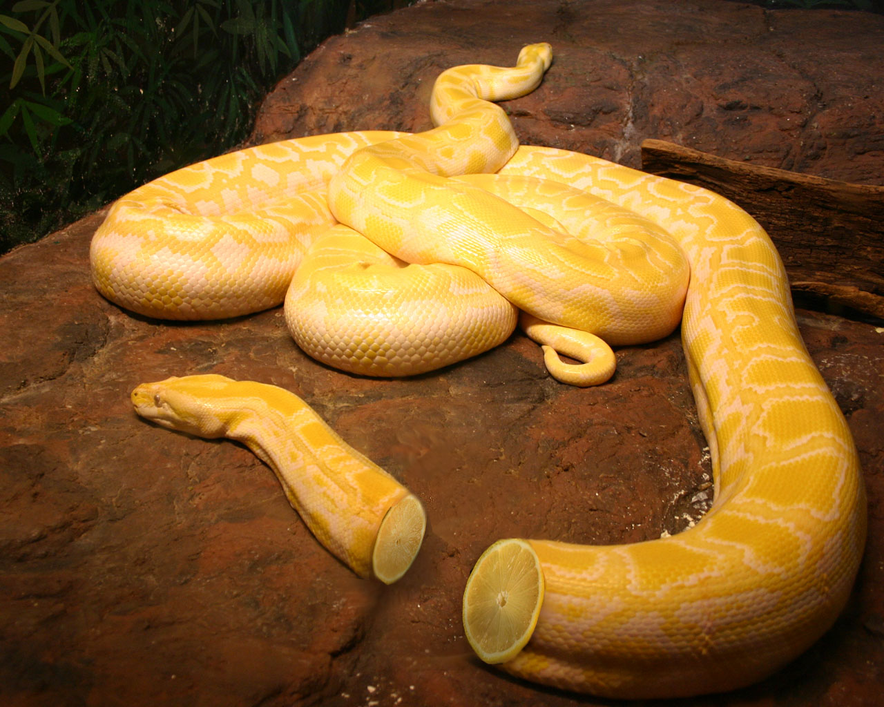 Photoshop Design by diversi0n for DesignCrowd (Community Contests) | Design #9080020