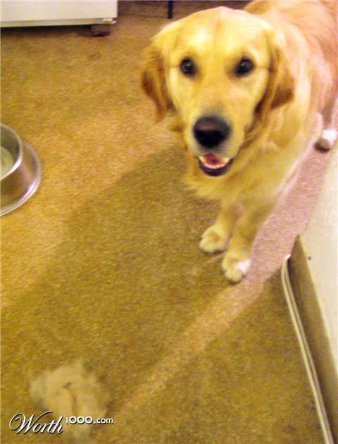 Photography by vehpus