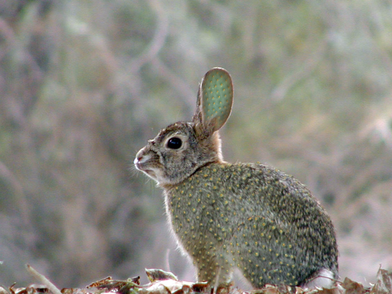 Photoshop Design by CraftLord for DesignCrowd (Community Contests) | Design #9080025