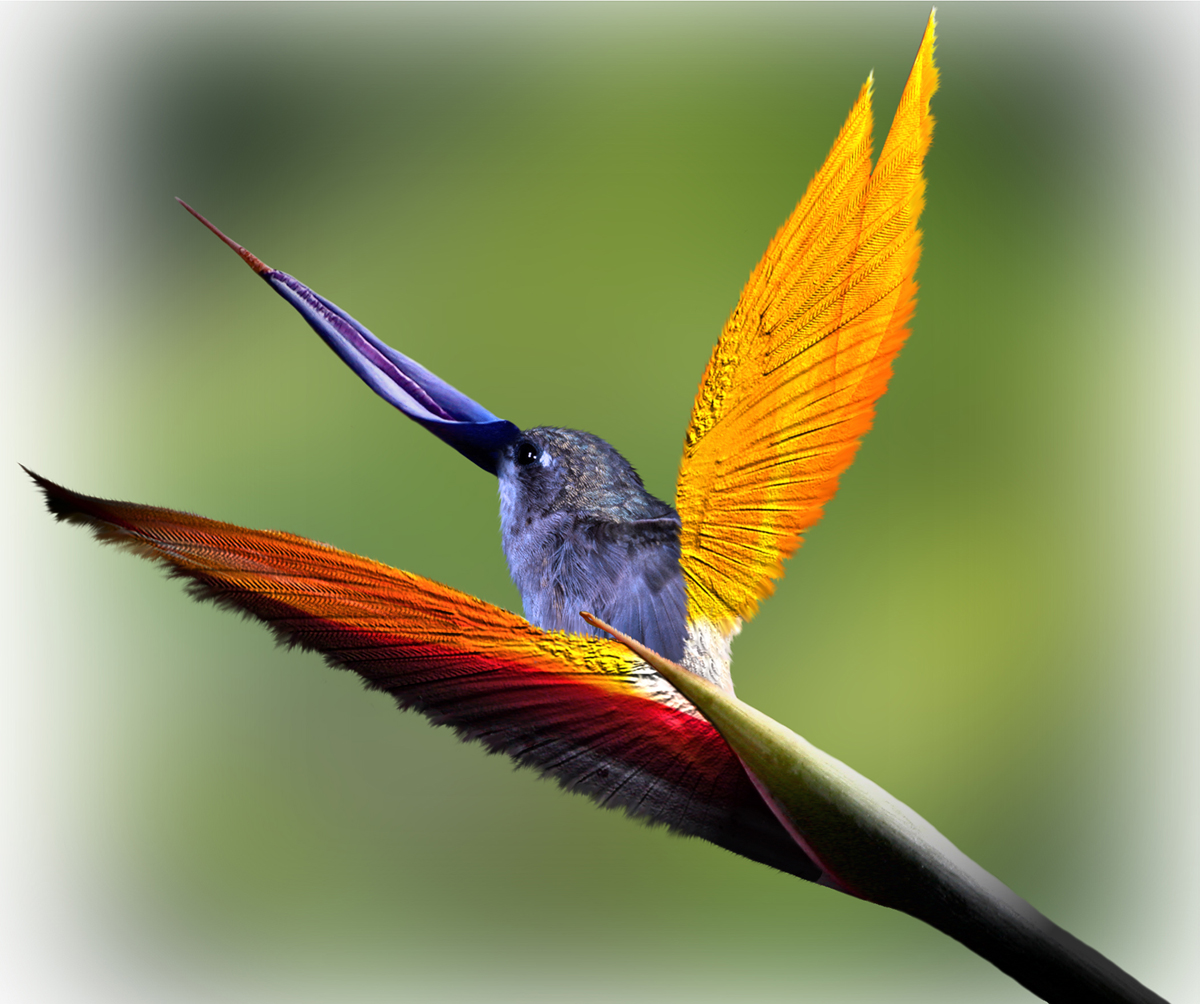 Photoshop Design by jayjay007 for DesignCrowd (Community Contests) | Design #9080189