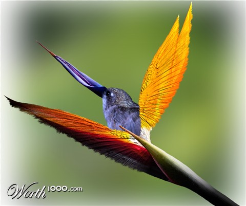 Photoshop Design by jayjay007