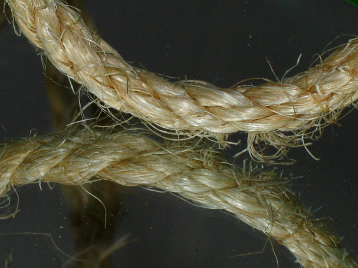 Photographie par toadclipper pour DesignCrowd (Community Contests) | Design #9083245