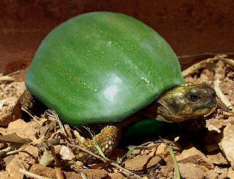 Photoshop Design by cricket1 for DesignCrowd (Community Contests) | Design #9080113