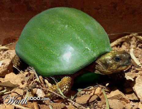 Photoshop Design by cricket1