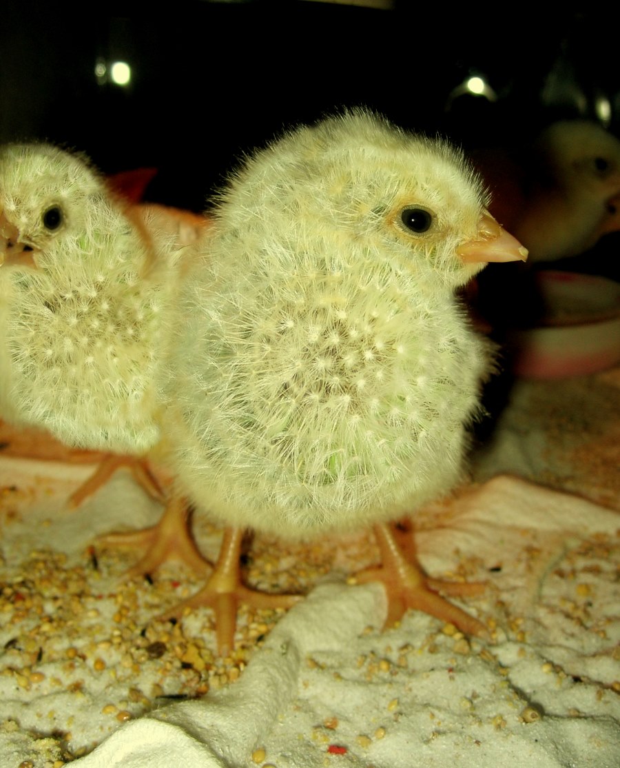 Design Photoshop par crzyme pour DesignCrowd (Community Contests) | Design #9080124