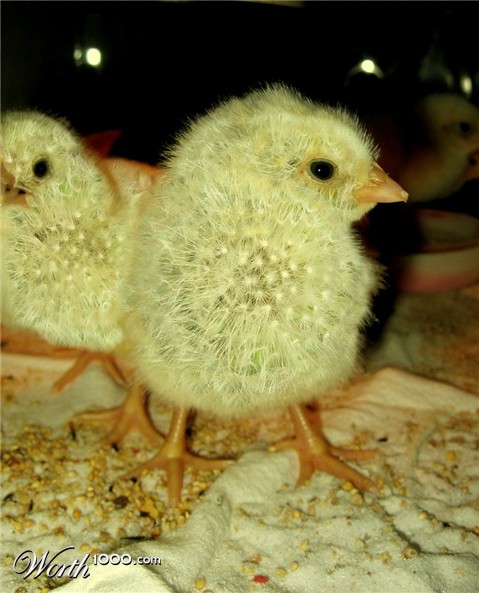 Photoshop Design by crzyme