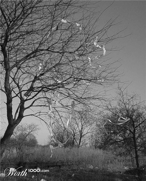 Photography by koshermonkey
