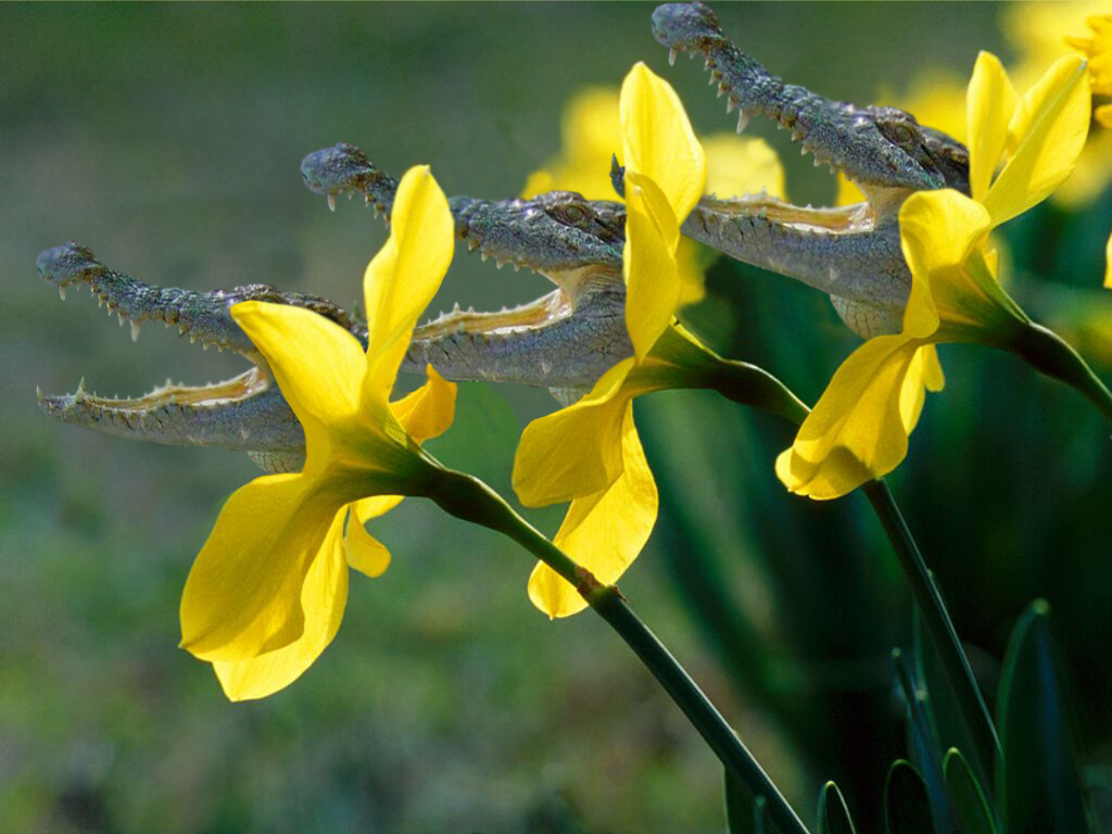 Photoshop Design by Nitehawk for DesignCrowd (Community Contests) | Design #9080083