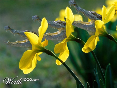 Photoshop Design by Nitehawk