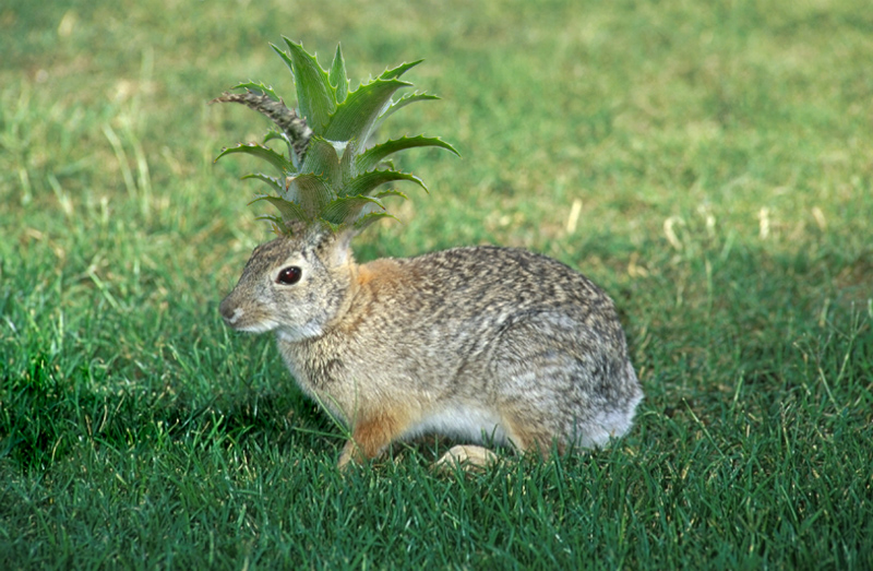 Photoshop Design by whatthe for DesignCrowd (Community Contests) | Design #9080210