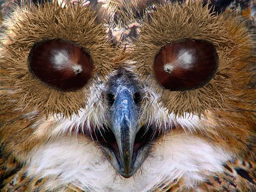 Photoshop Design by StrangeWorld for DesignCrowd (Community Contests) | Design #9080149