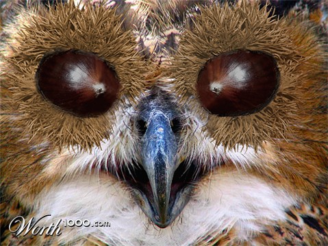 Photoshop Design by StrangeWorld