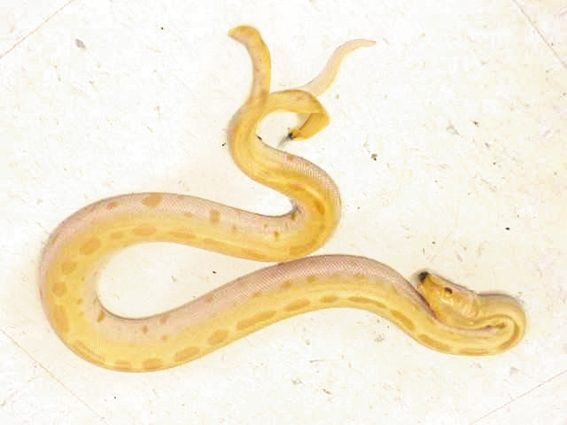 Photoshop Design by mischkuk for DesignCrowd (Community Contests) | Design #9080217