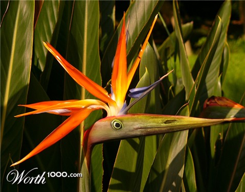 Photoshop Design by mayfae