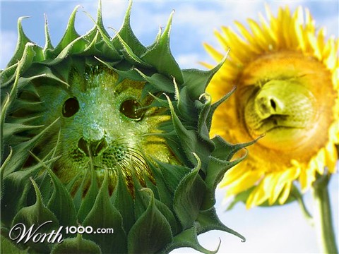 Photoshop Design by strown
