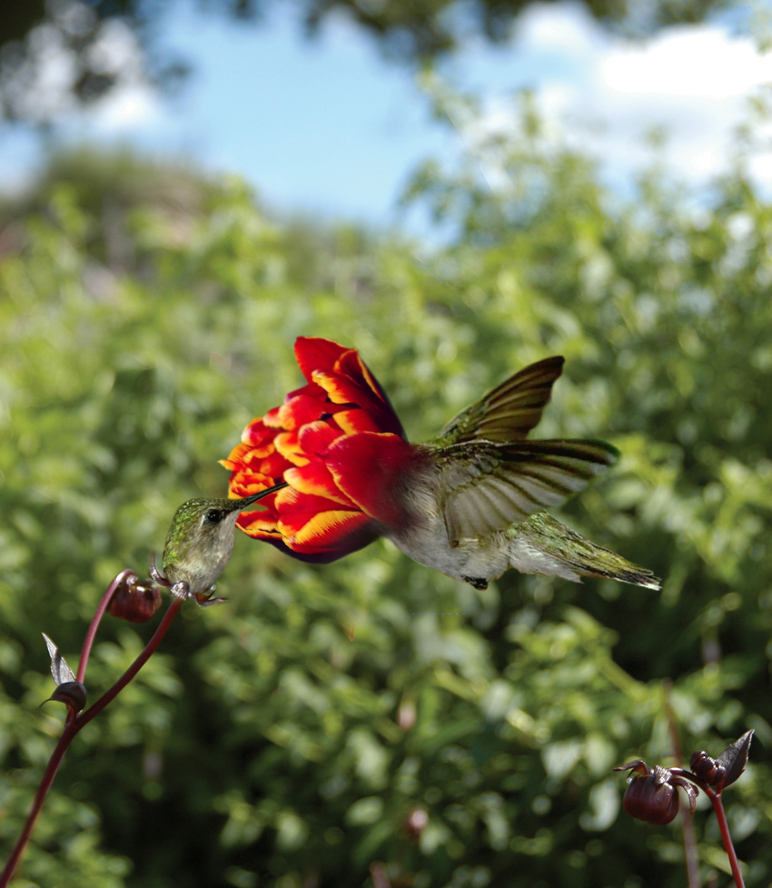 Photoshop Design by TIOCHICO for DesignCrowd (Community Contests) | Design #9080172