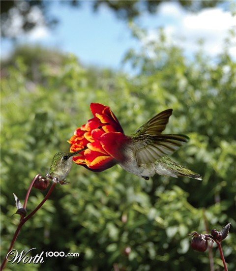 Photoshop Design by TIOCHICO